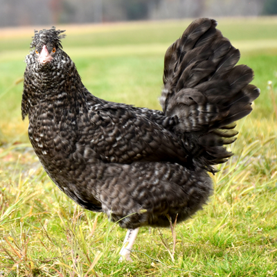 Eggers