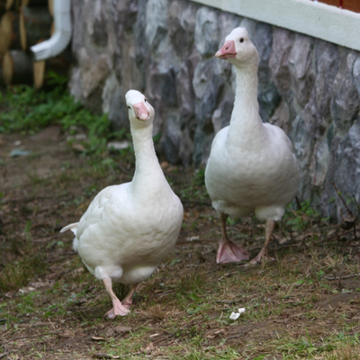 Guardian Geese