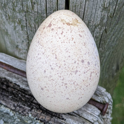 Turkey Hatching Eggs