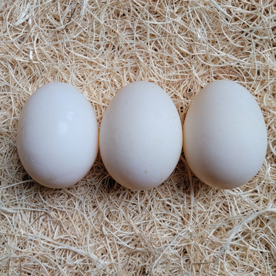 Duck Hatching Eggs