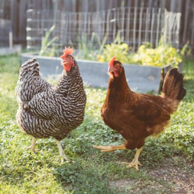 Started Pullets