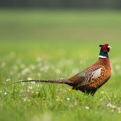 Gamebird Supplies