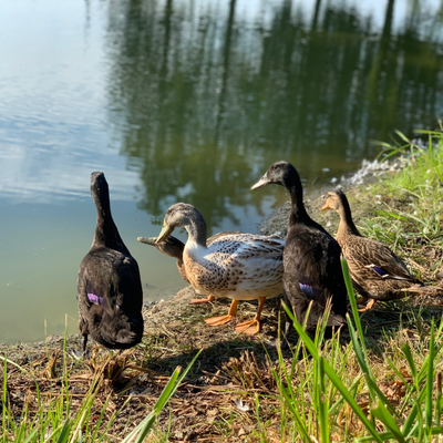 Waterfowl Supplies