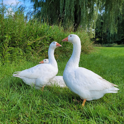Meat Geese