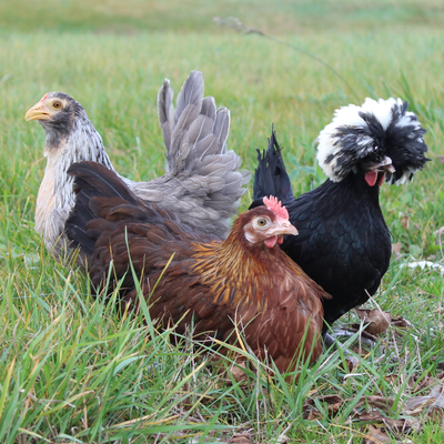 Bantams