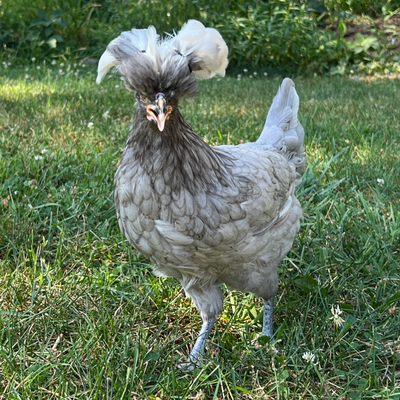 Funky Chickens