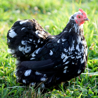Friendliest Chickens