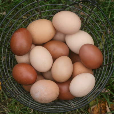Brown Egg Layers