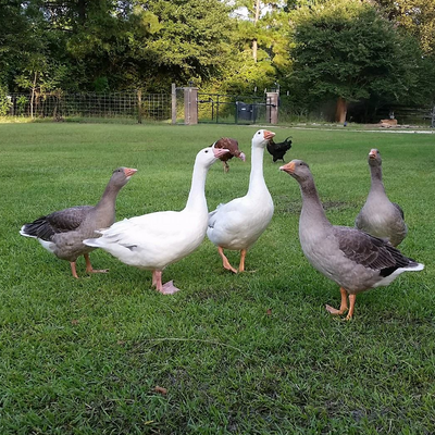 Goslings