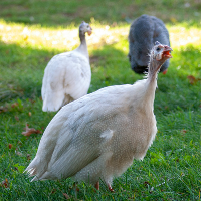 Game Birds and Guinea Fowl