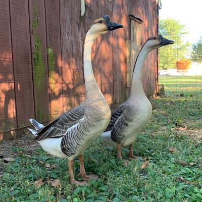 Weeding Geese