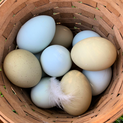 Colorful Egg Layers