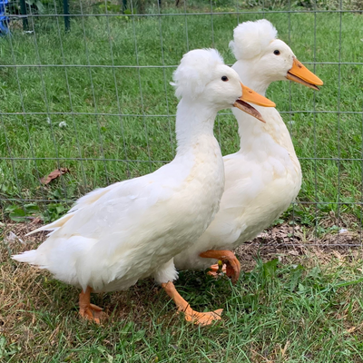 Ornamental Ducks
