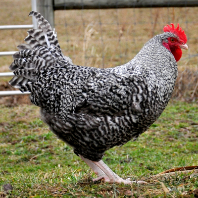 Marans