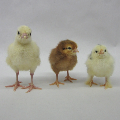 Day Old Poultry
