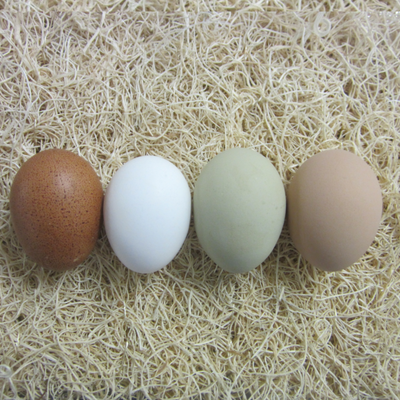 Hatching Eggs