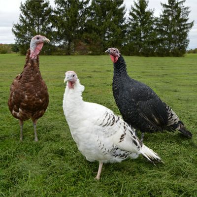 Turkeys