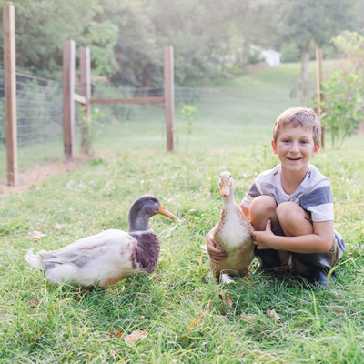 Ducklings