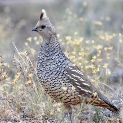 Other Juvenile Fowl