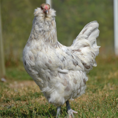 Ameraucanas