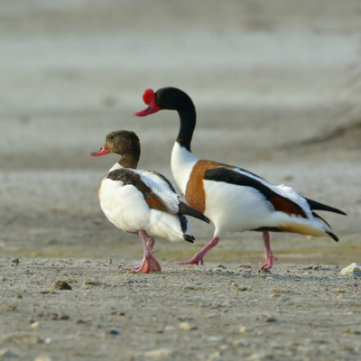 Exotic Ducks