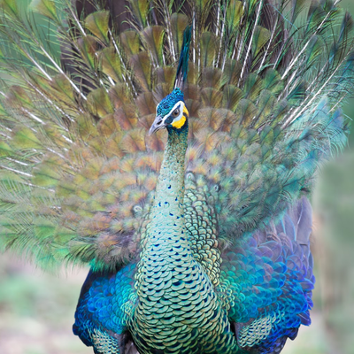 Peafowl