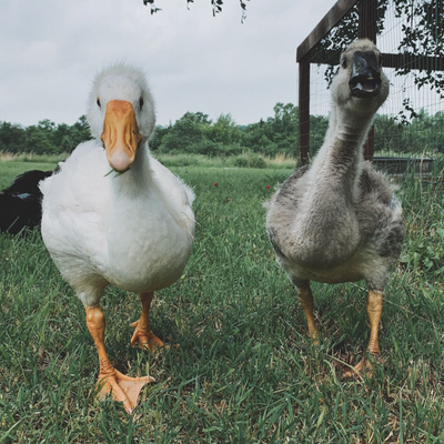 Waterfowl