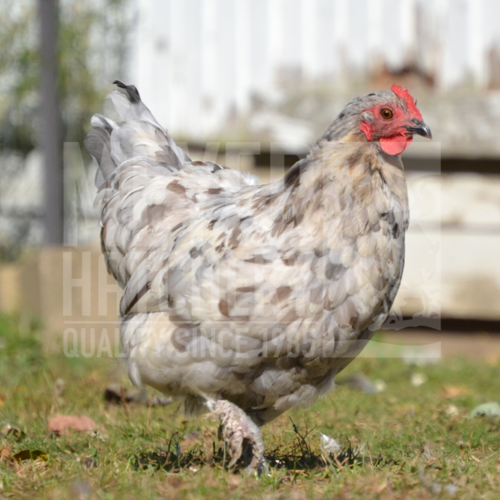 Splash Marans Day Old Chicks, Gender: Female