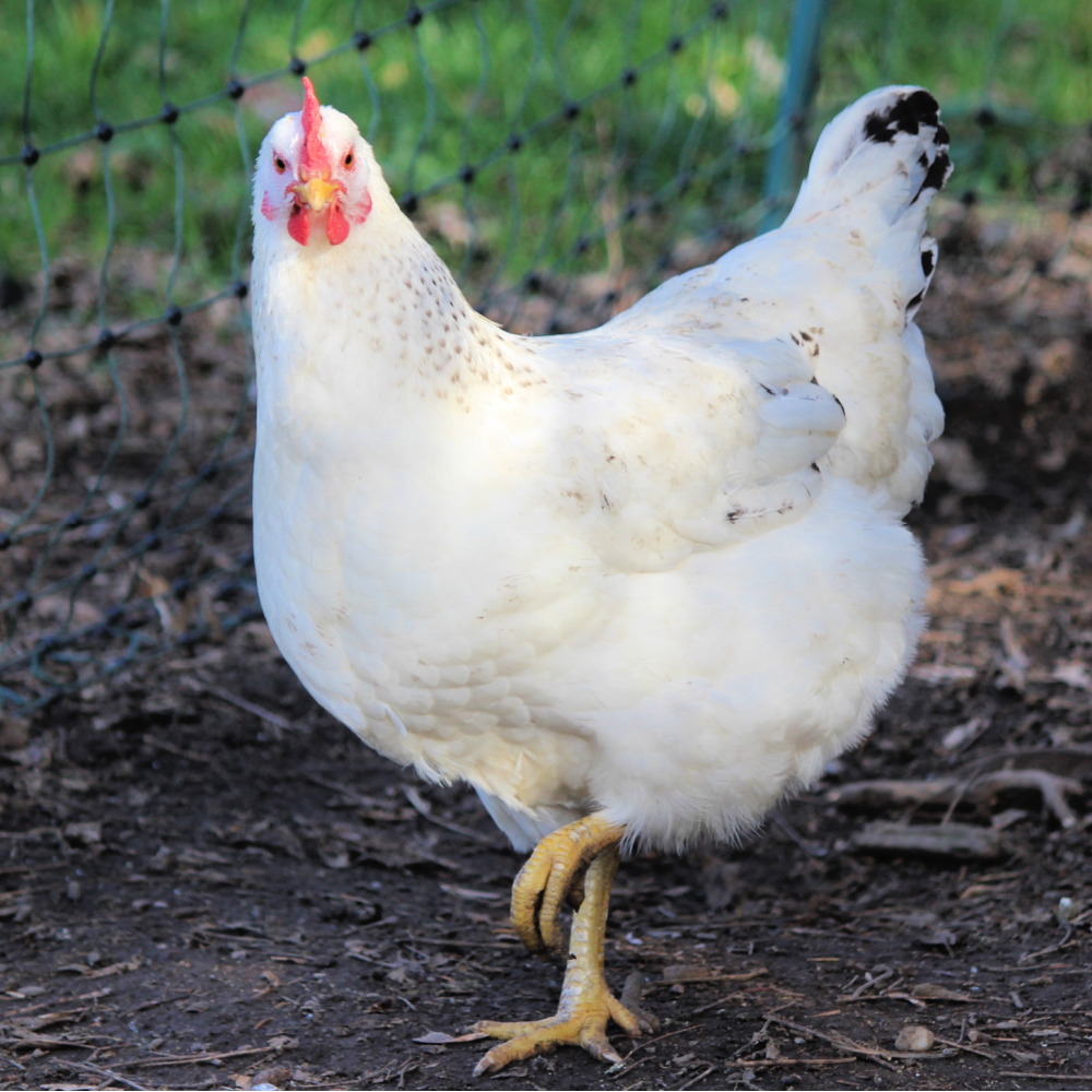 Delaware Day Old Chicks, Gender: Female