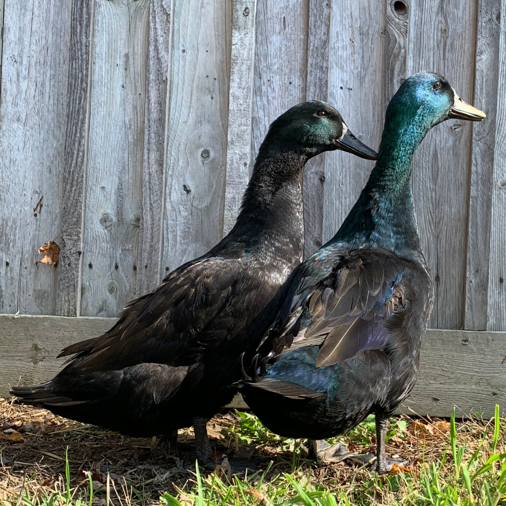 Cayuga Day Old Ducklings, Gender: Straight Run