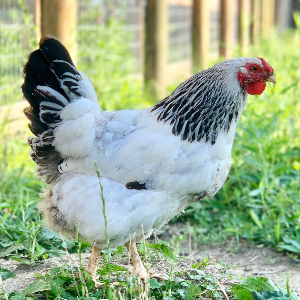 Columbian Wyandotte Day Old Chicks, Gender: Female