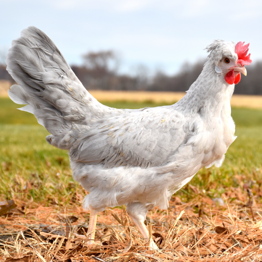 Opal Legbar Day Old Chicks, Gender: Female