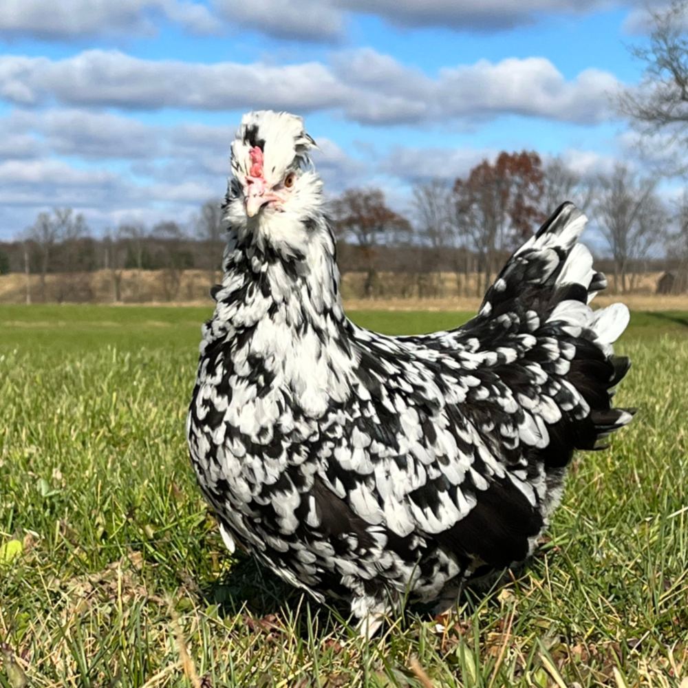 Lisa Steele&#39;s Cookies and Cream Day Old Chicks, Gender: Female