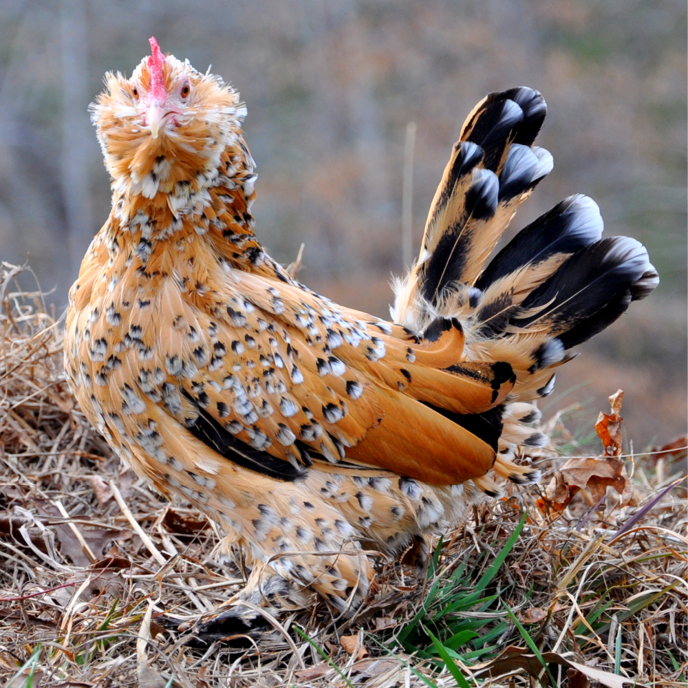 Mille Fleur Belgian Bearded d&#39;Uccle Bantam Day Old Chicks, Gender: Female