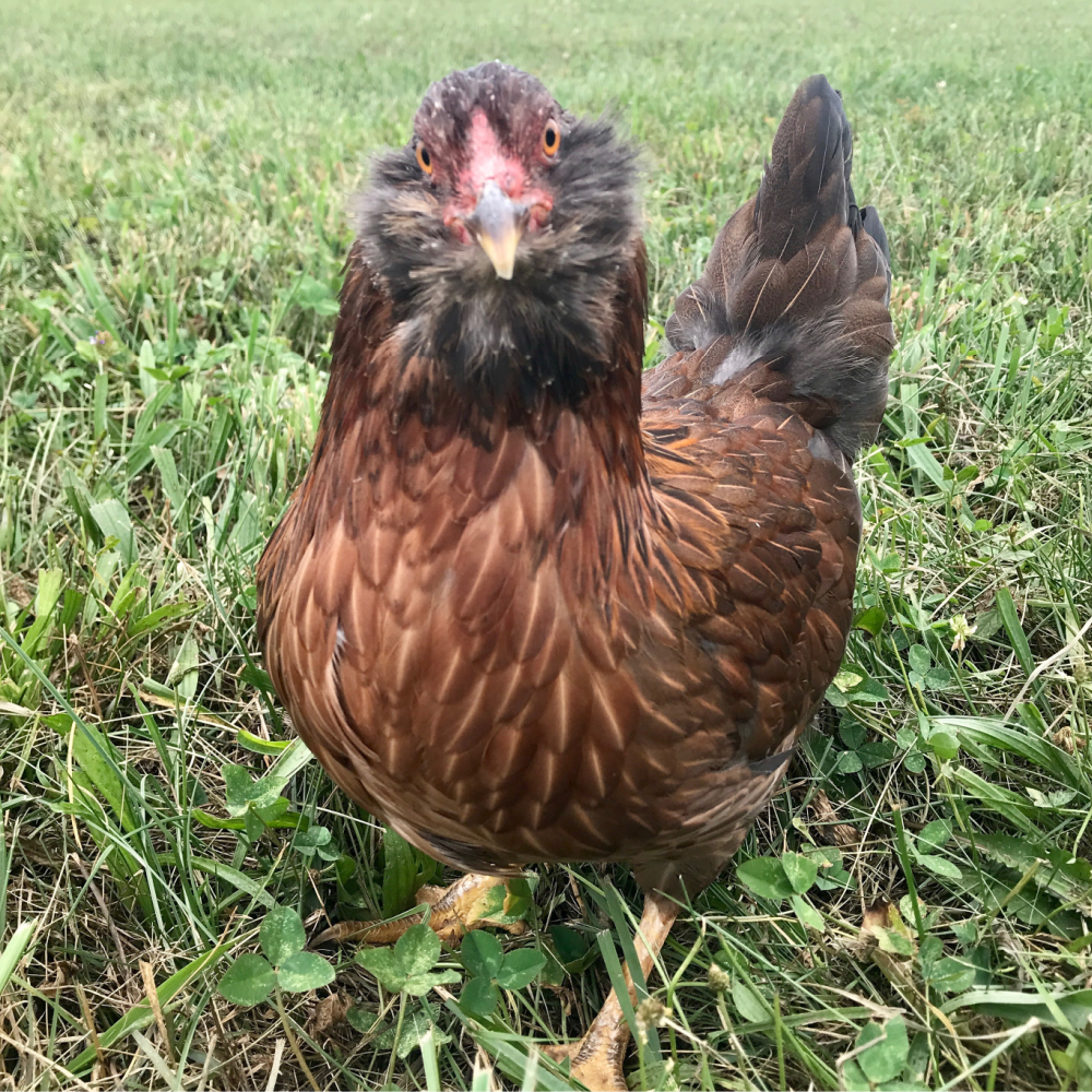 Sage Gem Bantam Day Old Chicks, Gender: Female