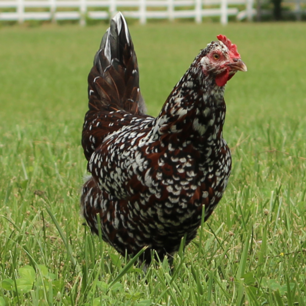 Speckled Sussex Day Old Chicks, Gender: Female