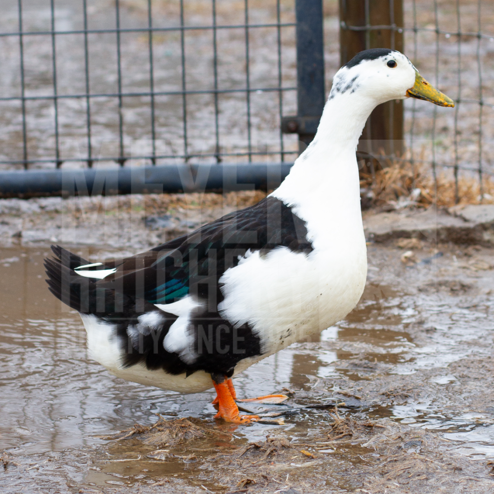 Magpie Day Old Ducklings, Gender: Female