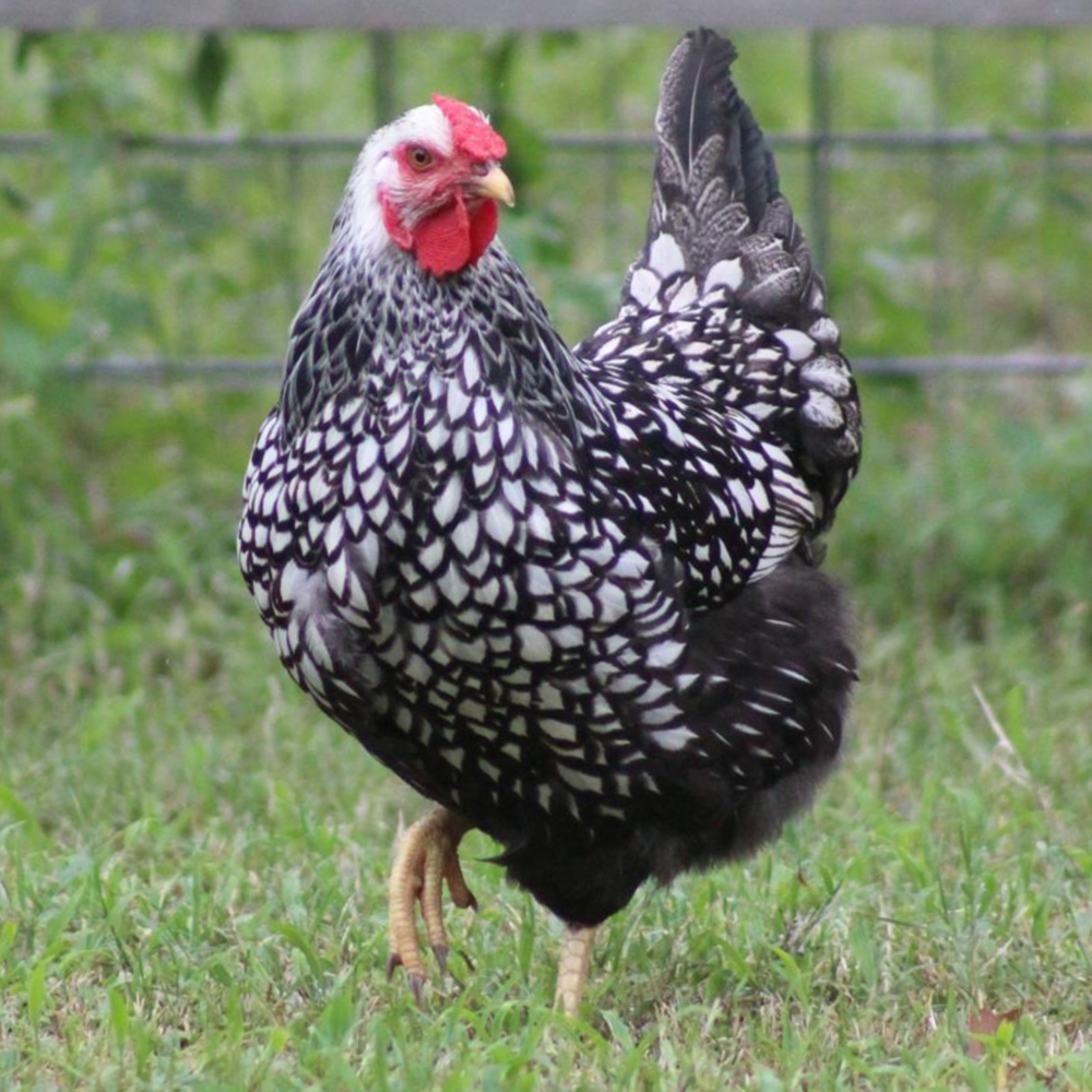 Silver Laced Wyandotte Day Old Chicks, Gender: Female