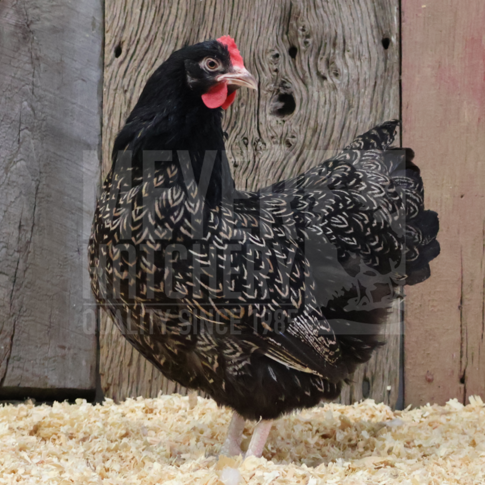 Silver Doubled Laced Barnevelder Day Old Chicks, Gender: Female