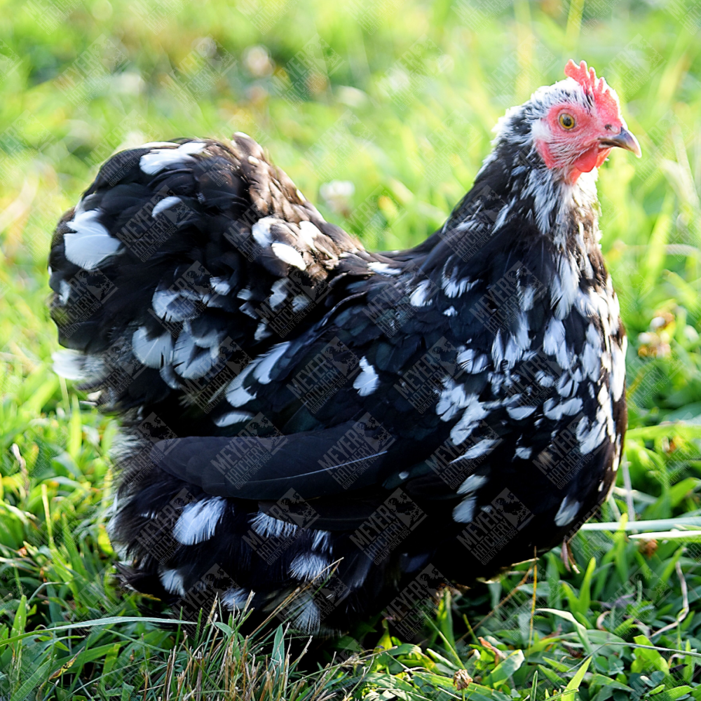 Mottled Frizzle (FS) Cochin Bantam Day Old Chicks, Gender: Female