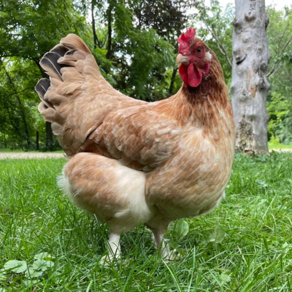 Wheaten Marans Day Old Chicks, Gender: Female