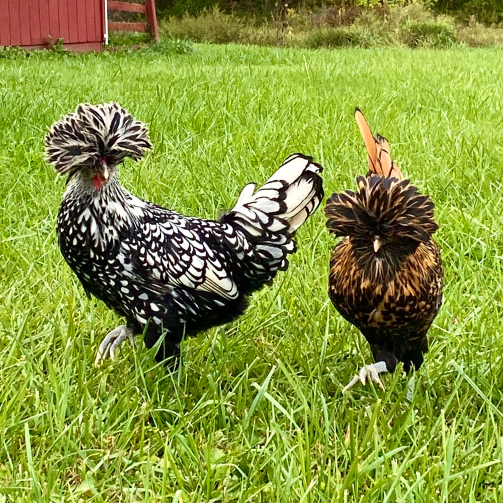 Assorted Standard Polish Day Old Chicks