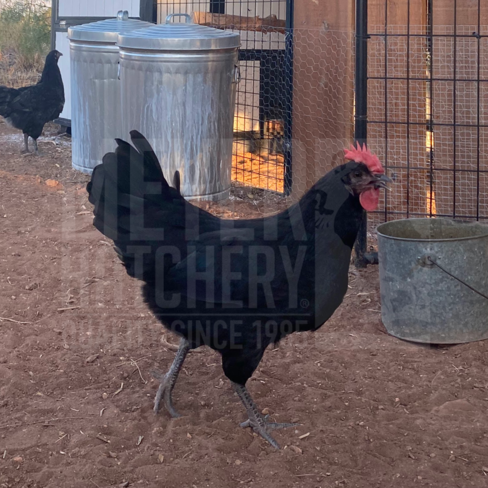 Black Sex Link Day Old Chicks