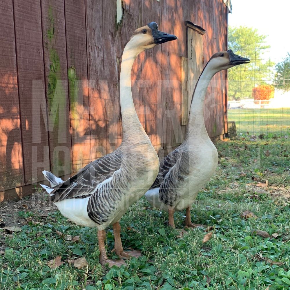 Brown Chinese Day Old Goslings