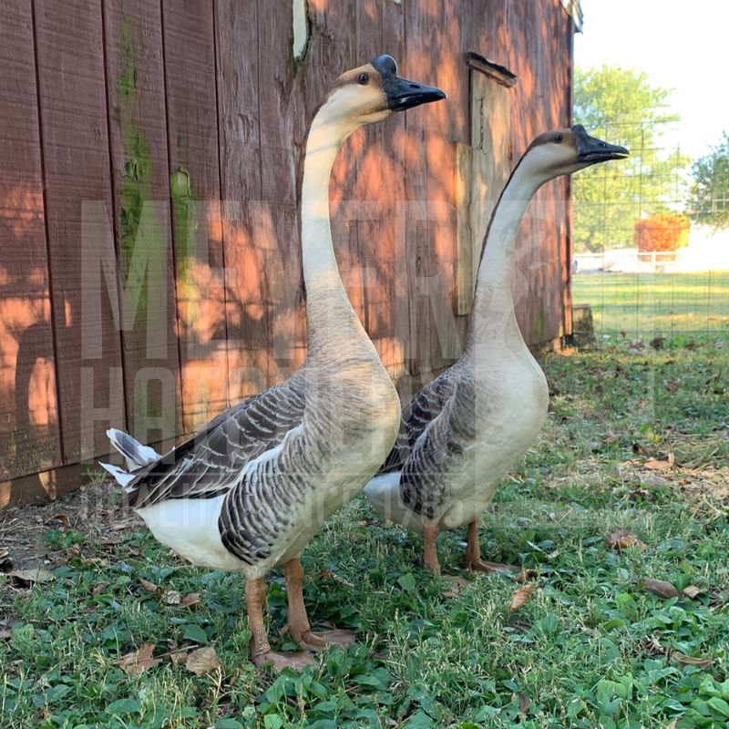 Brown Chinese Day Old Goslings
