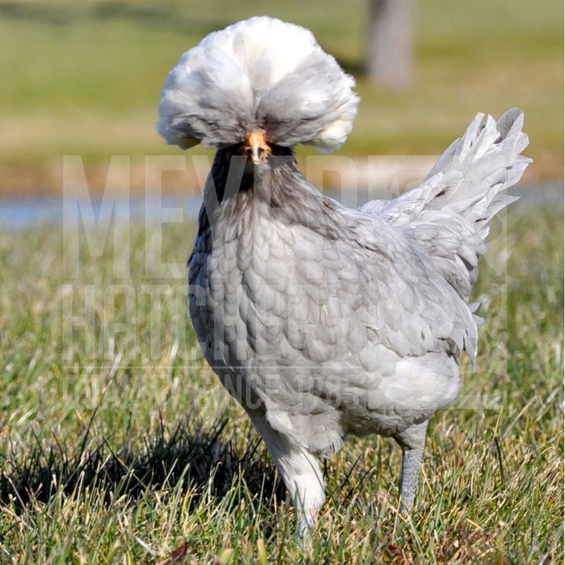 White Crested Blue Polish Day Old Chicks