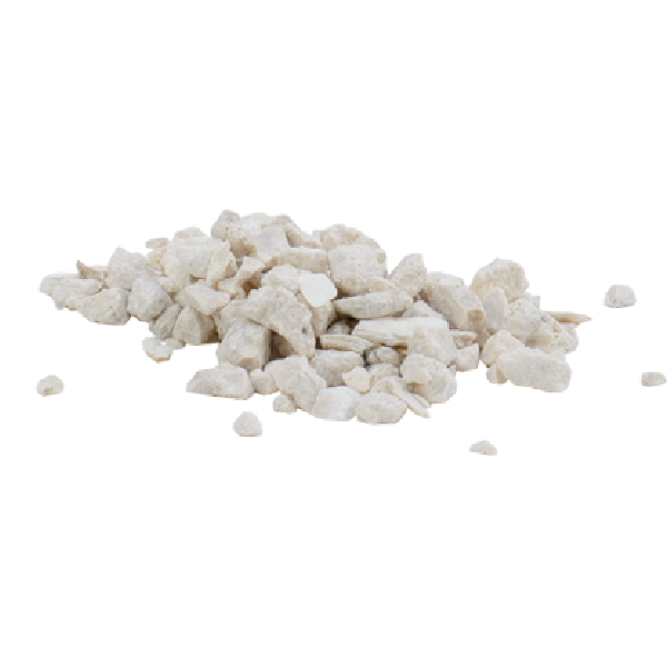 Oyster Shell