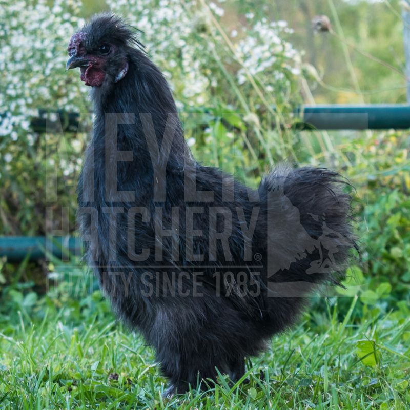 Black Silkie Bantam Day Old Chicks