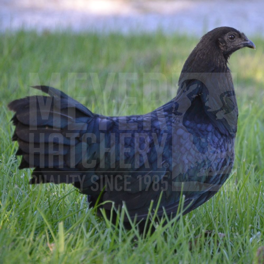 Black Sumatra Day Old Chicks