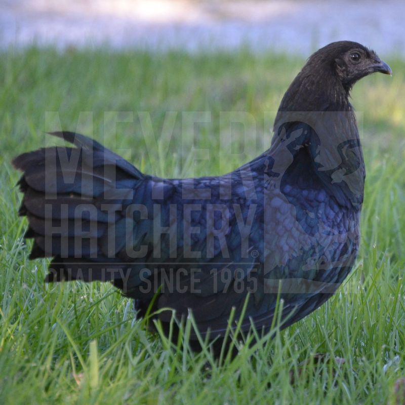 Black Sumatra Day Old Chicks